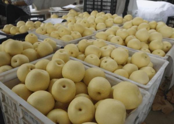 去年還是2元/斤,今年收購價跌至4毛,果農備受打擊 去年還是2元/斤,今年收購價跌至4毛,果農備受打擊