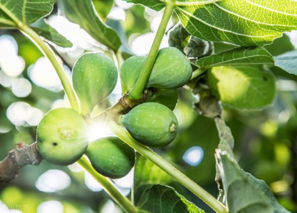 神奇！無花而果，卻剔透晶瑩，紅瓤爆漿甜上心頭
