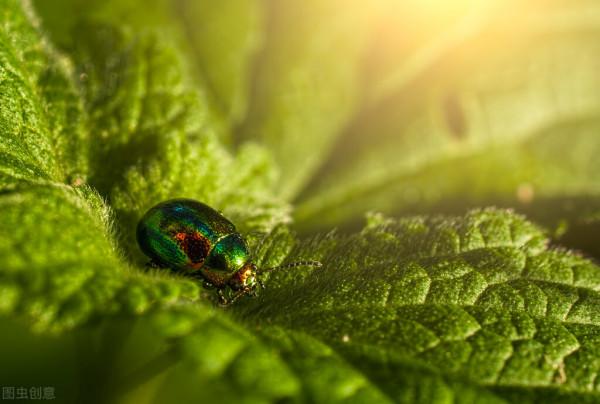 昆蟲的美麗世界 昆蟲的美麗世界