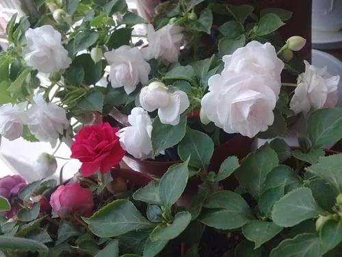 分享圖片，重瓣鳳仙花