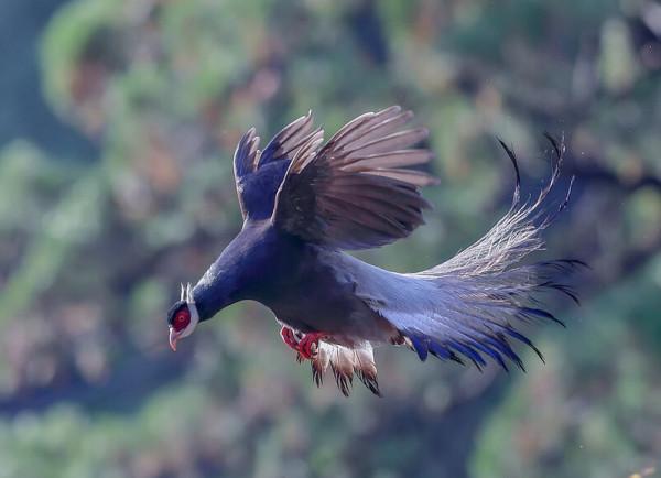 東江攬勝:收集常見鳥類圖譜之陸禽篇,攝鳥人自留地,建議收藏 東江攬勝:收集常見鳥類圖譜之陸禽篇,攝鳥人自留地,建議收藏