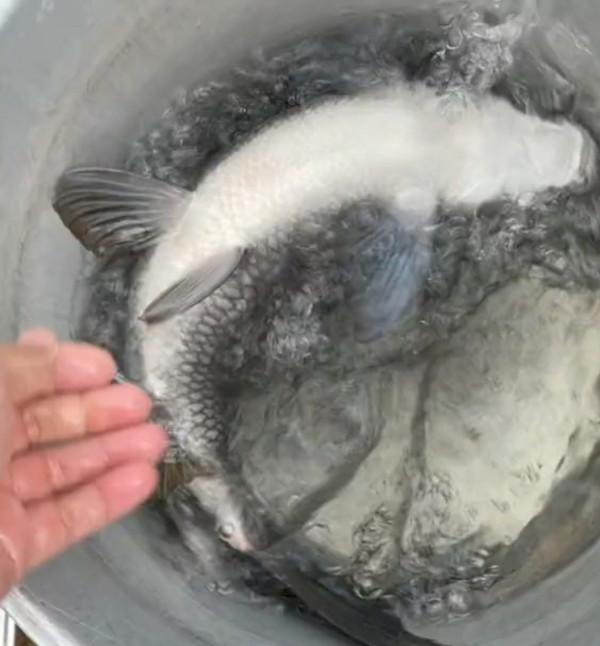 上海釣魚人解密“新魚種”，疑似保護魚類給放了，結果大腿拍腫了