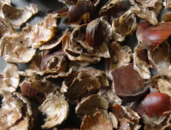 TA長得像刺蝟,全身都是寶 TA長得像刺蝟,全身都是寶