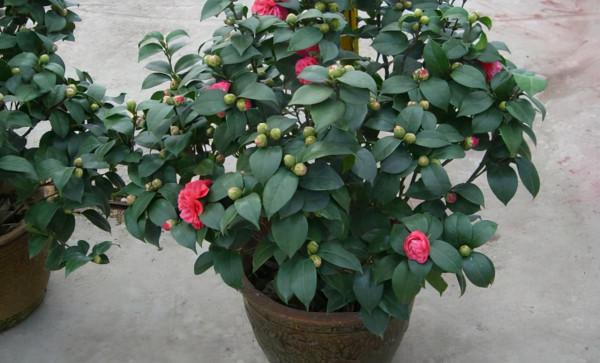 想茶花養的好，記住這點，花開爆盆