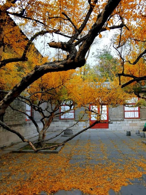 秋天裡，趵突泉和五龍潭的石榴樹也炫彩