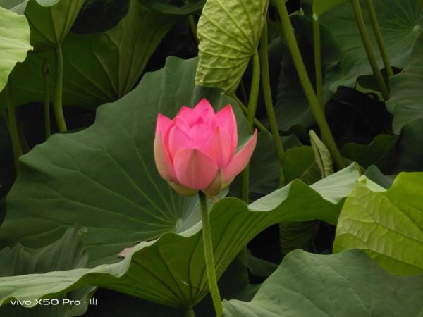 一路走來一路拍，只是想把美景分享給朋友們