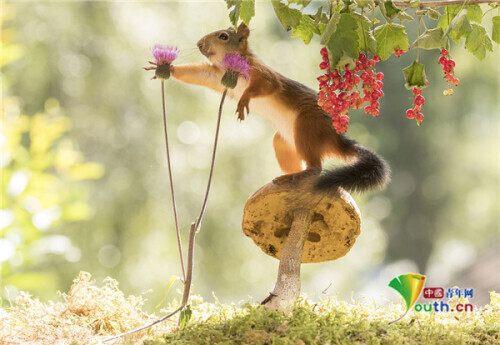 聰明松鼠踩蘑菇登高覓食 被鳥兒“佔位”一臉懵 聰明松鼠踩蘑菇登高覓食 被鳥兒“佔位”一臉懵