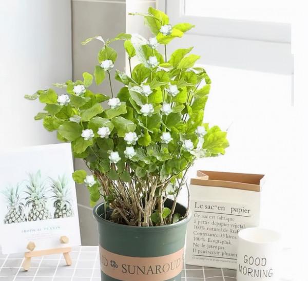 最值得養的5種漂亮花卉,花開時清香四溢,好看又好養 最值得養的5種漂亮花卉,花開時清香四溢,好看又好養