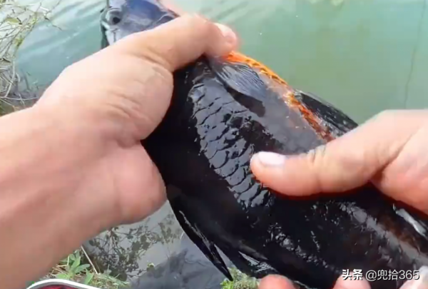 廣西一男子野釣遇“怪魚”，專家親自為其解惑，網友：盲目放生