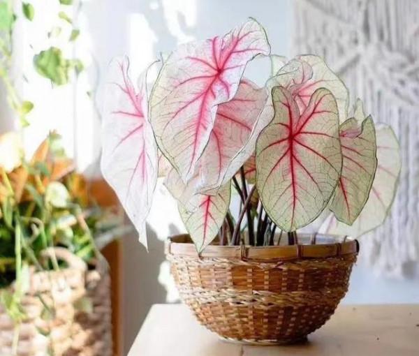 “100種花”適合養在陽臺上，一個比一個好看，還很好養護