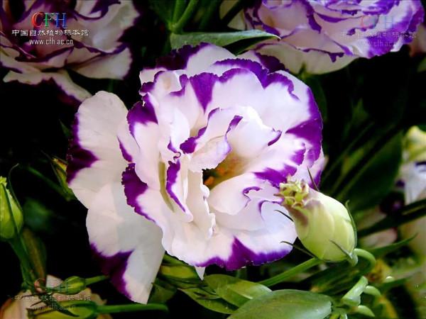 五彩斑斕洋桔梗花 五彩斑斕洋桔梗花