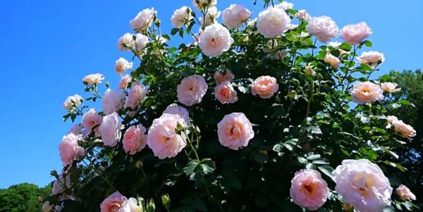 你不瞭解的薔薇花：代表愛的思念！具有詩人般的氣質