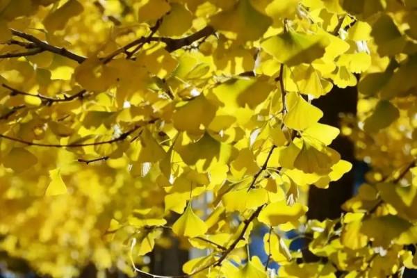 快來，房山這條“金色”打卡聖地又到最美時刻！多圖記錄美好瞬間