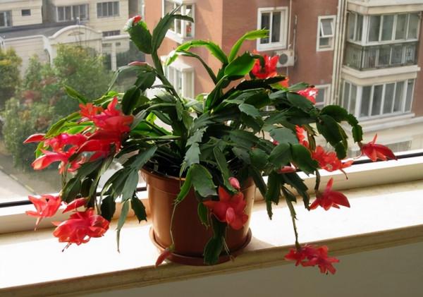 這3種花個個是“酒鬼”，一次喝半斤，葉片油亮，花開不斷