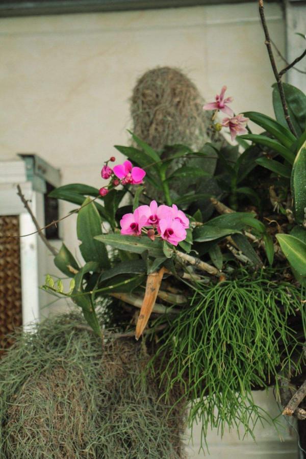 蝴蝶蘭長勢不旺?正確的澆水方法,你瞭解嗎? 蝴蝶蘭長勢不旺?正確的澆水方法,你瞭解嗎?