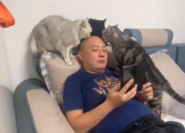 笑哭!江蘇3只貓咪給爺孫3代光頭做“頭療”,網友直呼人間奇觀 笑哭!江蘇3只貓咪給爺孫3代光頭做“頭療”,網友直呼人間奇觀