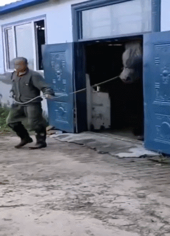 顛覆你的想像：帶你認識哪些大得讓你咋舌的動物