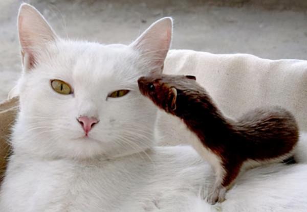 黃鼠狼的天敵是什麼？看家護院的社會大鵝，還是戰無不勝的貓？