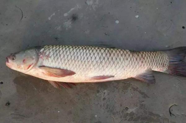 實在不會用商品餌,不妨試試鴨飼料,野釣這樣用,不愁魚不開口 實在不會用商品餌,不妨試試鴨飼料,野釣這樣用,不愁魚不開口