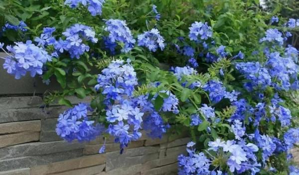 分享一組美輪美奐的藍色花