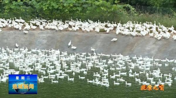 「提案之窗」全面推進鄉村振興 建設宜居宜業美麗鄉村