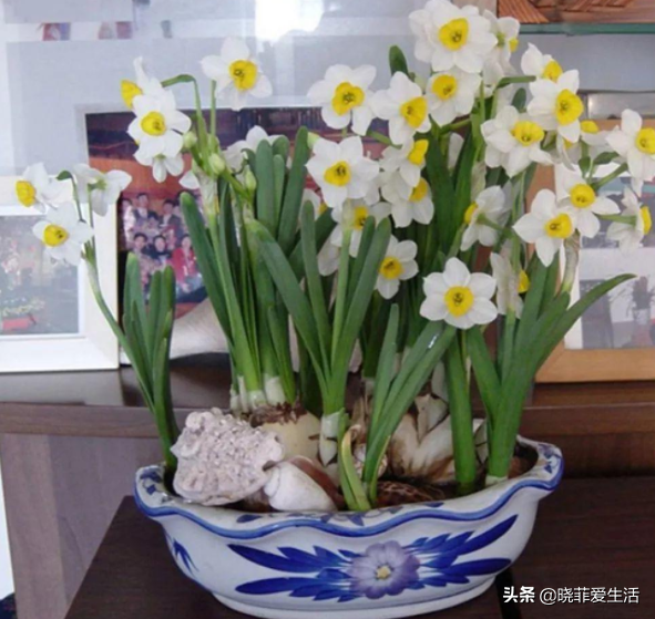 8種“喜水花”，不怕澆死了，越澆水長得越旺，手不勤養不活