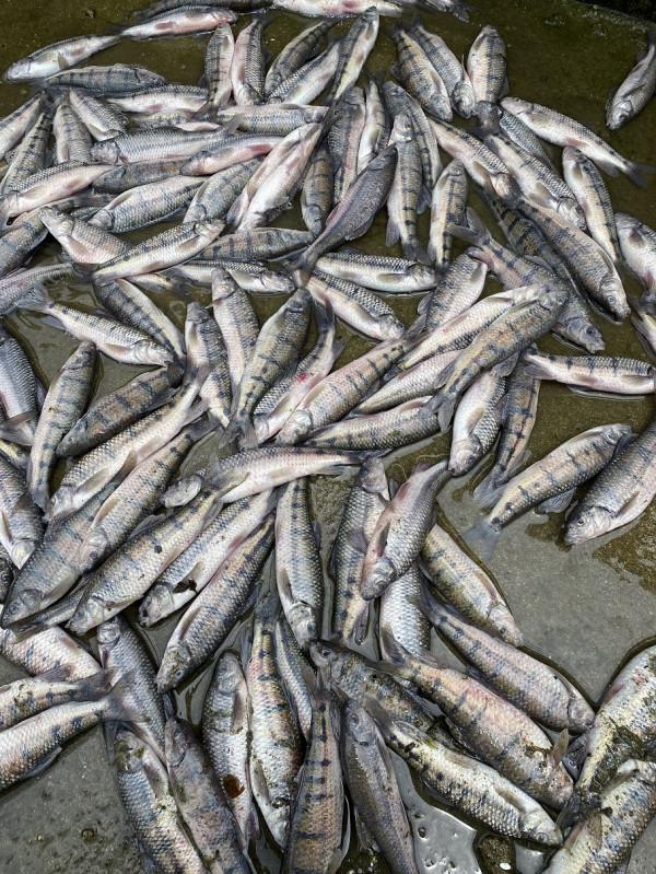 有條小魚,正從大別山“遊”向長三角…… 有條小魚,正從大別山“遊”向長三角……
