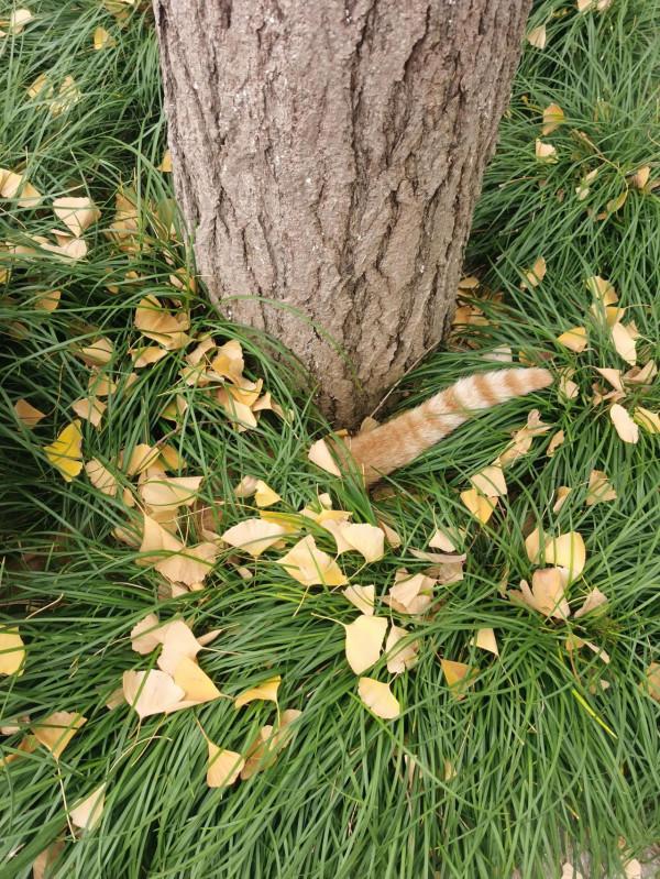 榮耀V30pro，曾經的神機，在2021年還能打嗎？