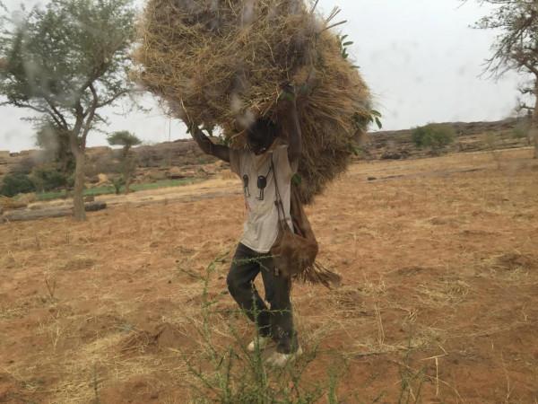 非洲採風42：馬裡（3）、去世界文化自然雙遺產邦賈加拉懸崖山寨