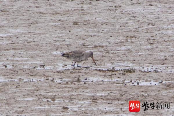 黑尾塍鷸首次“打卡”赤山湖國家溼地公園 黑尾塍鷸首次“打卡”赤山湖國家溼地公園