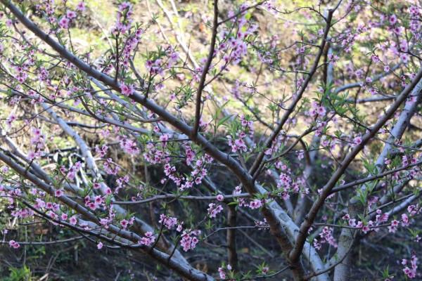 絕美！蒙自萬畝桃花開~