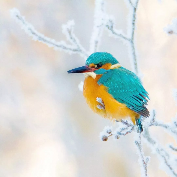 雪中的鳥兒，好漂亮