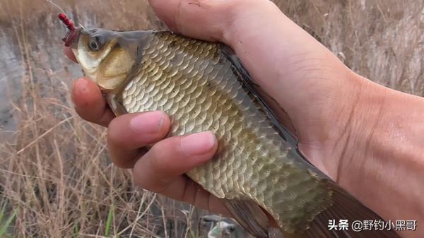 野釣,秋天是釣魚的大好時機,把握這2點就能收穫滿滿的 野釣,秋天是釣魚的大好時機,把握這2點就能收穫滿滿的
