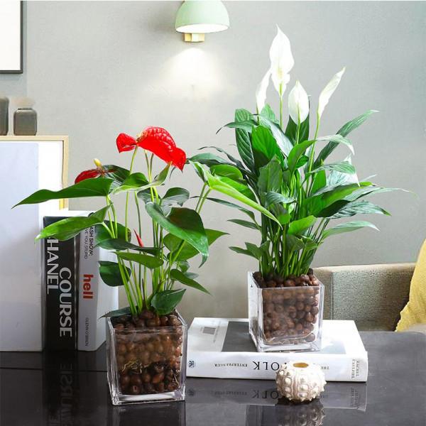 家裡光照少,可以養12種“陰性花”,“半陰地”更利於生長 家裡光照少,可以養12種“陰性花”,“半陰地”更利於生長