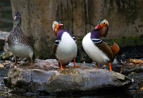 300多隻大場面 300多隻大場面