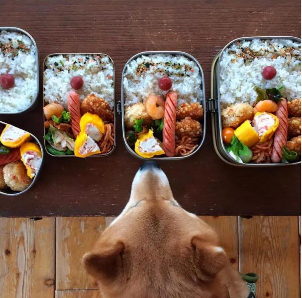 看完這位日本網友的萌寵曬照:一人一柴三餐四季,被生活治癒了 看完這位日本網友的萌寵曬照:一人一柴三餐四季,被生活治癒了