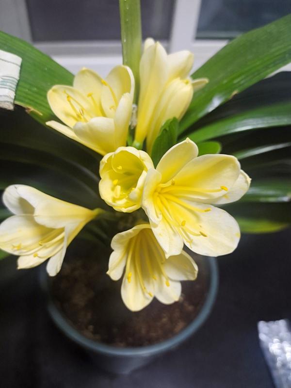 5種常見花肥，亂用會燒根，用好了枝繁葉茂，開花也爆盆