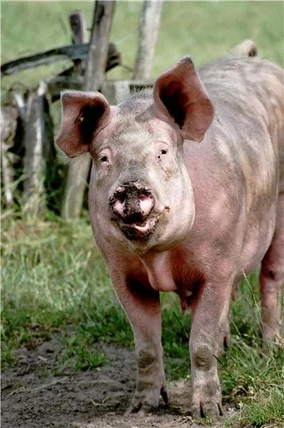 打油詩一首《豬》