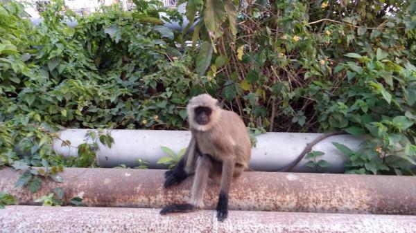 第一次拜訪印度普通人家，印度少女對我深情一笑