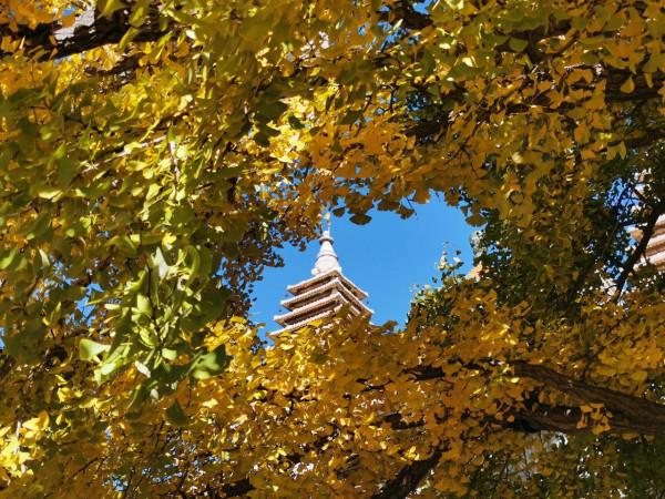 北京金秋賞銀杏 | 五塔寺 北京金秋賞銀杏 | 五塔寺