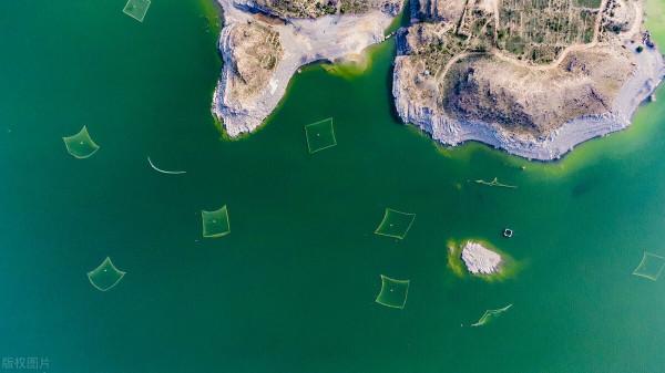 2017年10斤虹鱒被釣獲，引出淡水三文魚之爭，如今對手卻高攀不起