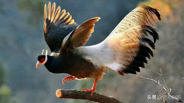 一野生動物在山西沁源罕見現身,頻繁攻擊家畜,誰也奈何不了它 一野生動物在山西沁源罕見現身,頻繁攻擊家畜,誰也奈何不了它