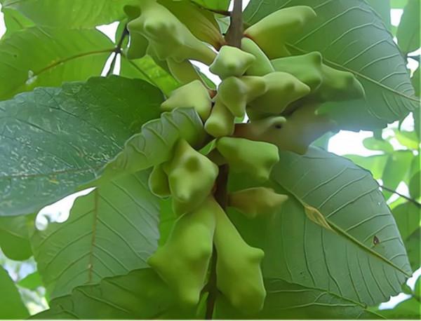 日本女人為什麼喜歡把牙齒染成黑色