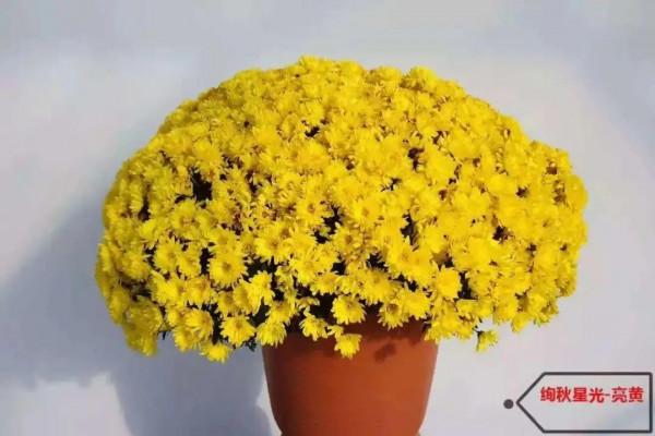 5種球菊,開花易爆盆,堪稱開花機器 5種球菊,開花易爆盆,堪稱開花機器