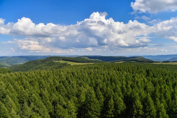 河北塞罕壩機械林場：煥發盎然“綠”意