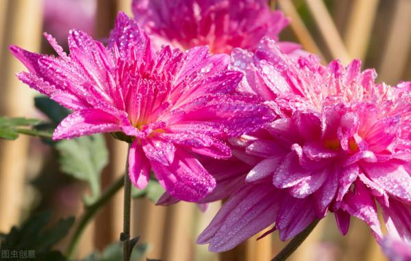 詩歌:人生若只如初見 詩歌:人生若只如初見