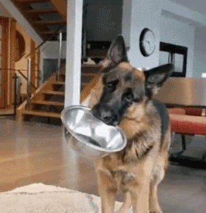 女生適合養這幾種“大狗”，你知道為什麼嗎？