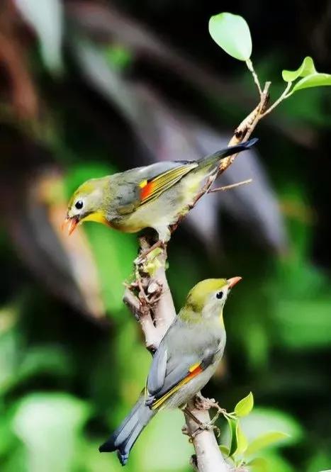 相思鳥一一愛情的象徵