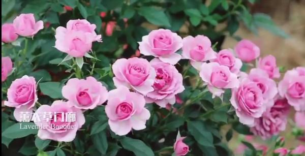 花量巨大的“門廊”系列月季品種