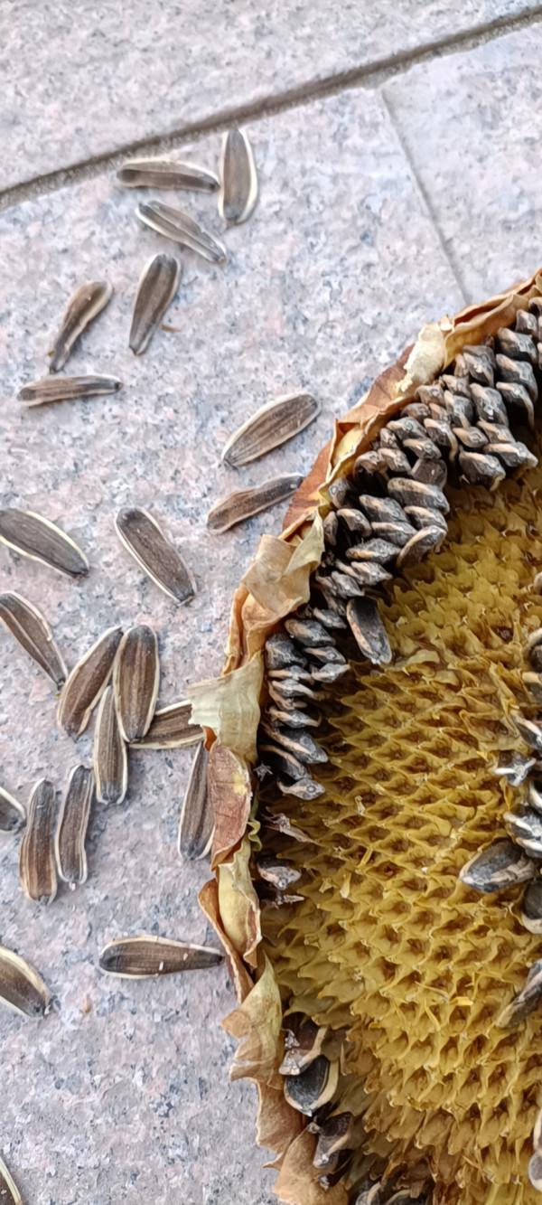 辛苦小半年 內蒙古一農戶葵花空癟超70% 辛苦小半年 內蒙古一農戶葵花空癟超70%